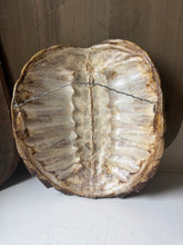 Load image into Gallery viewer, Vintage Snapper Turtle Shell