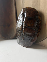 Load image into Gallery viewer, Vintage Snapper Turtle Shell