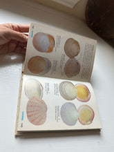 Load image into Gallery viewer, Sea Shells of the World Book