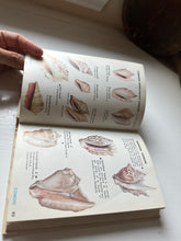 Load image into Gallery viewer, Sea Shells of the World Book