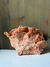 Load image into Gallery viewer, Honey Comb Coral
