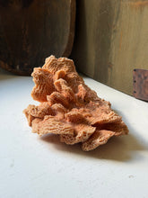 Load image into Gallery viewer, Honey Comb Coral
