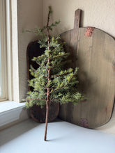 Load image into Gallery viewer, XL Pine Stem
