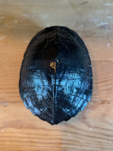 Load image into Gallery viewer, Handcarved Turtle Shell
