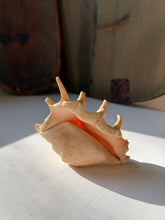 Load image into Gallery viewer, Lambis Truncata Spider Conch Shell
