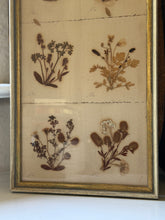 Load image into Gallery viewer, Framed Collection Of Dried Botanicals
