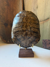 Load image into Gallery viewer, Turtle Shell on Stand
