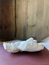Load image into Gallery viewer, Vintage White Catspaw Coral
