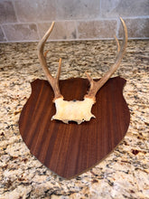Load image into Gallery viewer, Small Antler Mount
