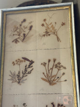 Load image into Gallery viewer, Framed Collection Of Dried Botanicals

