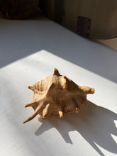 Load image into Gallery viewer, Lambis Truncata Spider Conch Shell
