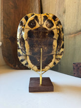 Load image into Gallery viewer, Turtle Shell on Stand
