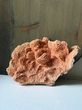 Load image into Gallery viewer, Honey Comb Coral
