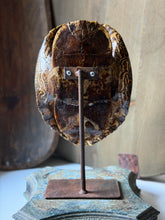 Load image into Gallery viewer, Snapper Turtle Shell on Stand
