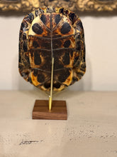 Load image into Gallery viewer, Turtle Shell on Stand
