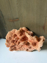 Load image into Gallery viewer, Honey Comb Coral
