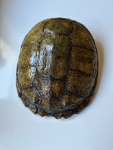 Load image into Gallery viewer, Snapper Turtle Shell
