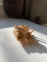 Load image into Gallery viewer, Lambis Truncata Spider Conch Shell
