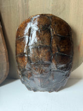 Load image into Gallery viewer, Vintage Snapper Turtle Shell

