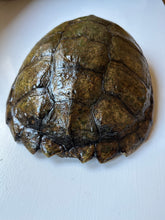 Load image into Gallery viewer, Snapper Turtle Shell
