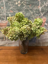 Load image into Gallery viewer, Bundle of Dried Limelight Florals
