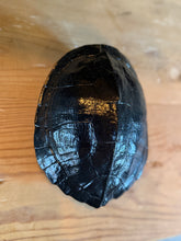Load image into Gallery viewer, Handcarved Turtle Shell
