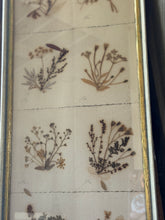 Load image into Gallery viewer, Framed Collection Of Dried Botanicals
