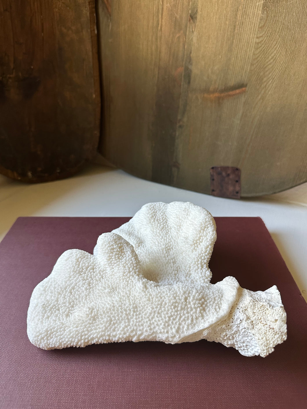 Vintage White Catspaw Coral