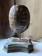 Load image into Gallery viewer, Snapper Turtle Shell on Stand
