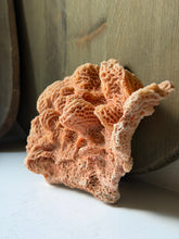 Load image into Gallery viewer, Honey Comb Coral
