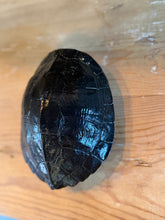 Load image into Gallery viewer, Handcarved Turtle Shell
