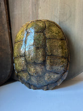 Load image into Gallery viewer, Snapper Turtle Shell
