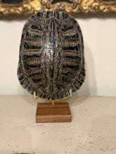 Load image into Gallery viewer, Turtle Shell on Stand
