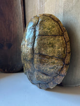 Load image into Gallery viewer, Snapper Turtle Shell
