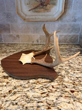 Load image into Gallery viewer, Small Antler Mount
