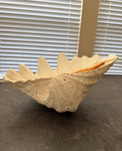 Load image into Gallery viewer, Authentic Large Clam Shell
