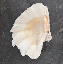 Load image into Gallery viewer, Authentic Large Clam Shell
