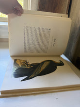 Load image into Gallery viewer, Audubon Birds of America
