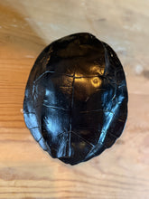 Load image into Gallery viewer, Handcarved Turtle Shell
