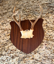 Load image into Gallery viewer, Small Antler Mount
