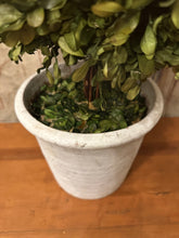 Load image into Gallery viewer, Dried Boxwood Cone Topiary
