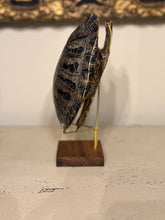 Load image into Gallery viewer, Turtle Shell on Stand
