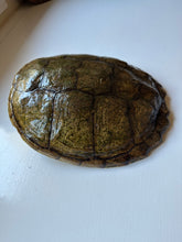 Load image into Gallery viewer, Snapper Turtle Shell
