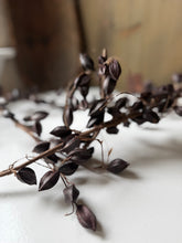 Load image into Gallery viewer, Pod Garland
