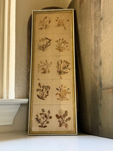 Load image into Gallery viewer, Framed Collection Of Dried Botanicals

