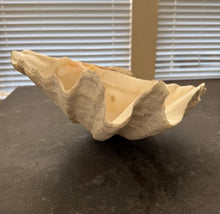 Load image into Gallery viewer, Authentic Large Clam Shell
