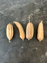 Load image into Gallery viewer, Dried Loofah Set
