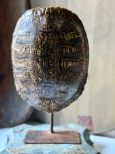 Load image into Gallery viewer, Snapper Turtle Shell on Stand
