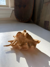 Load image into Gallery viewer, Lambis Truncata Spider Conch Shell
