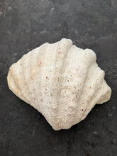 Load image into Gallery viewer, Authentic Large Clam Shell
